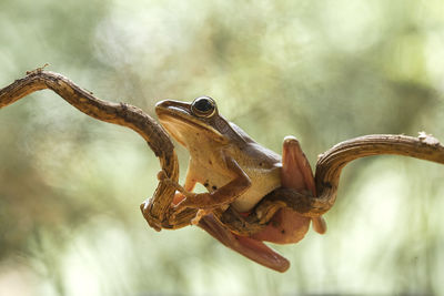 Close-up of dried plant on branch