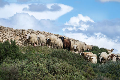 Cows grazing on landscape against sky