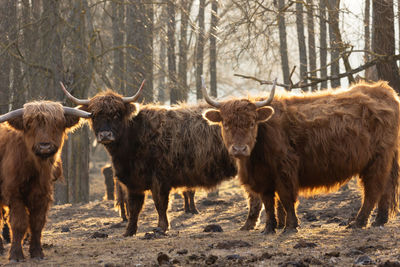 Cow standing on field