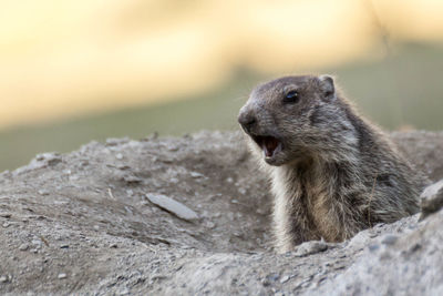 Close-up of an animal looking away