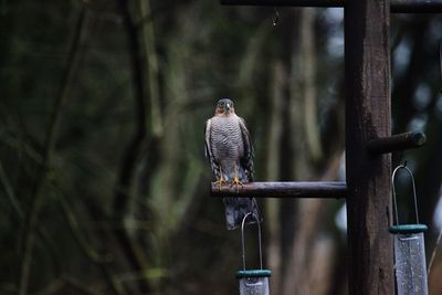 Bird perching on railing