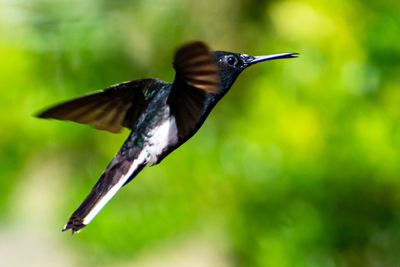 Close-up of bird flying