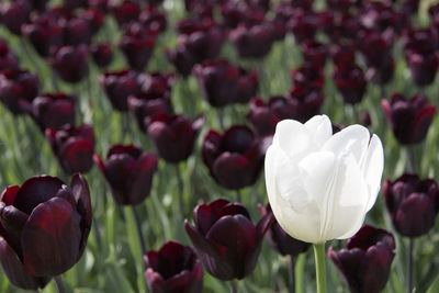 Close-up of white tulip flowers on field