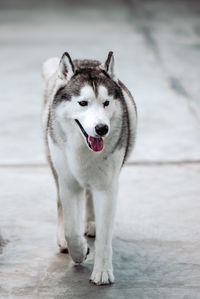 Portrait of dog standing outdoors