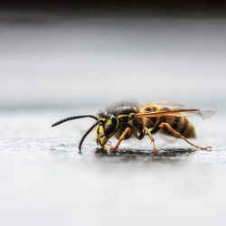 Close-up of insect