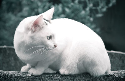 Close-up of cat looking away