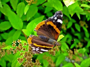 Close-up of butterfly on plant