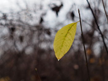 Close-up of autumnal leaves