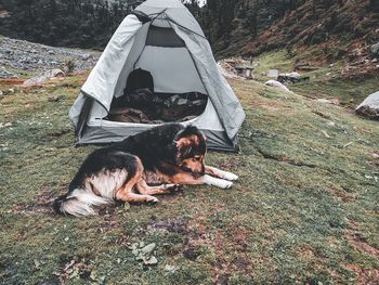 Dog resting on a field