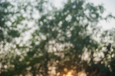 Close-up of plants against blurred background