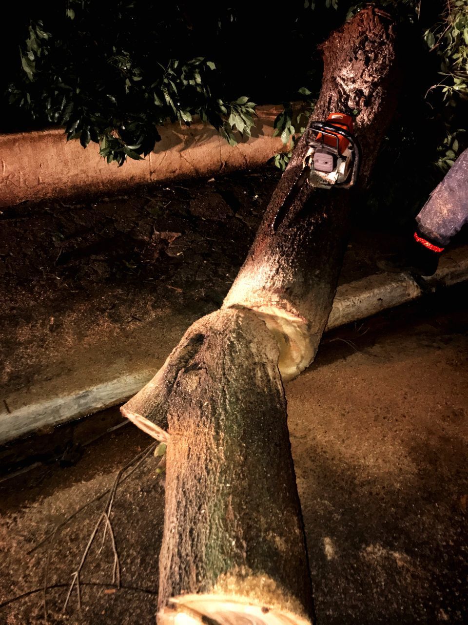 CLOSE-UP OF OLD TREE TRUNK