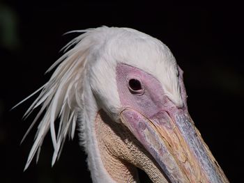 Close-up of a bird