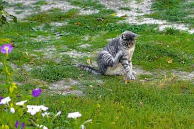 View of cat on grassy field