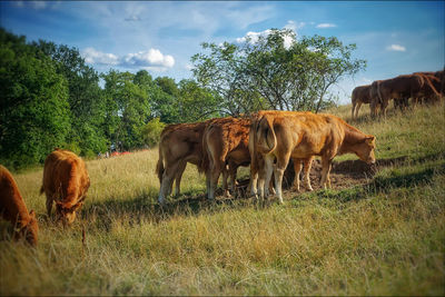 Horses grazing in a field