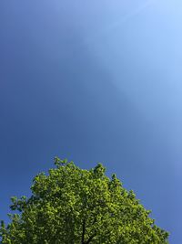 Low angle view of tree against blue sky