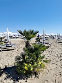 Palm trees on beach against clear blue sky