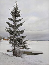 Tree on snow covered land against sky