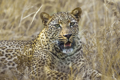 Portrait of tiger on field