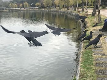 Birds flying over lake
