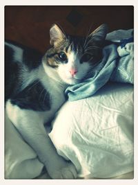 Portrait of cat lying on sofa