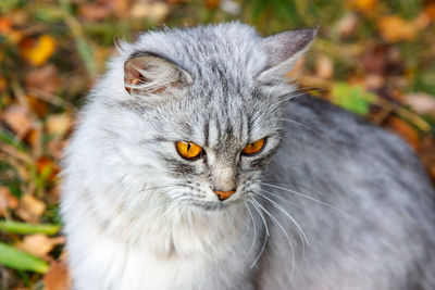 Portrait of cat on land