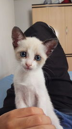 Close-up of kitten sitting at home