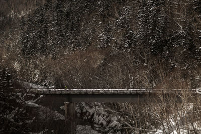 View of bridge in forest