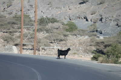 Dog standing on road