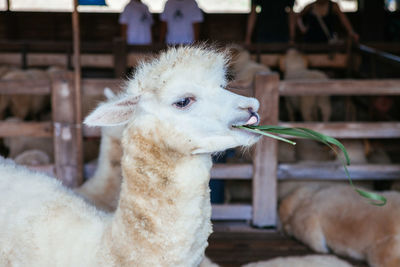 The alpaca is chewing green grass in the farm