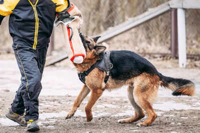 Low section of man playing with dog