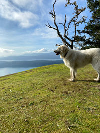 Majestic dog overlooking the sea