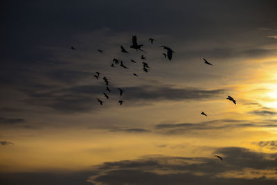 Low angle view of birds flying in sky