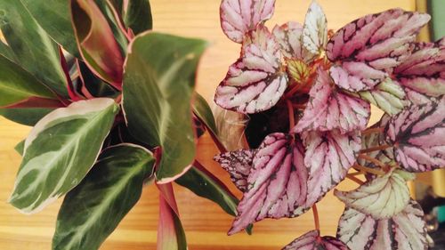 Close-up of flowering plant leaves