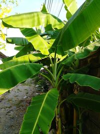 Close-up of banana tree against sky