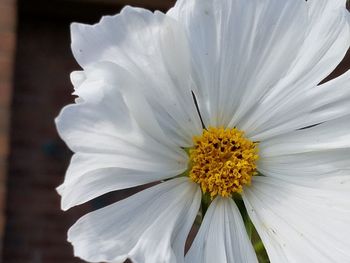 Close-up of white flower blooming outdoors