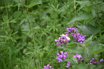 Close-up of pink flowering plants