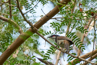 Low angle view of bird perching on branch