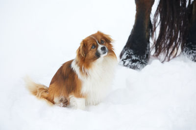 Dog standing on snow covered field