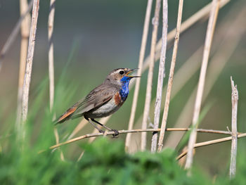 Close-up of bird perching on plant