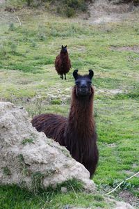 Portrait of llama on field