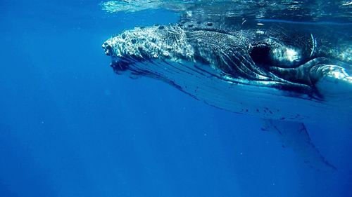 View of turtle swimming in sea