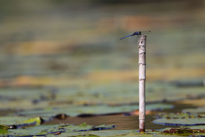 Close-up of bird on wood