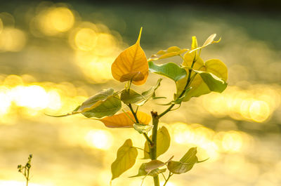 Close-up of leaves against blurred background