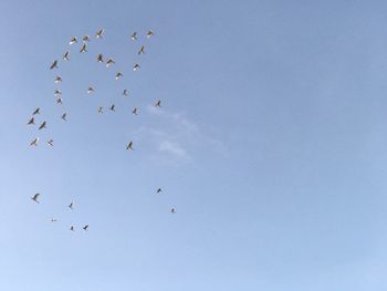 Low angle view of birds flying against blue sky