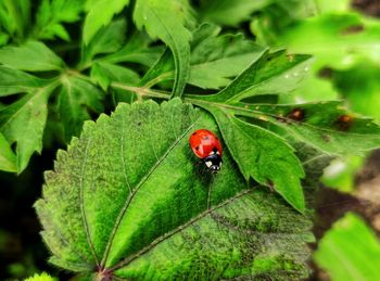 High angle view of ladybug on leaf