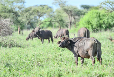 Buffaloes standing on grassy land