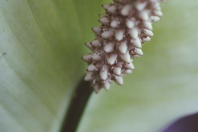 Close-up of flowering plant