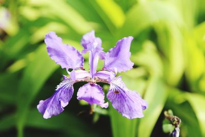 Close-up of purple flowers