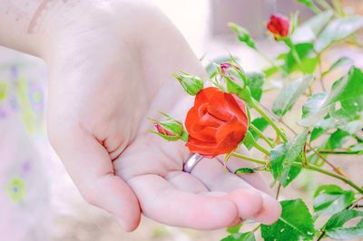 Close-up of red rose