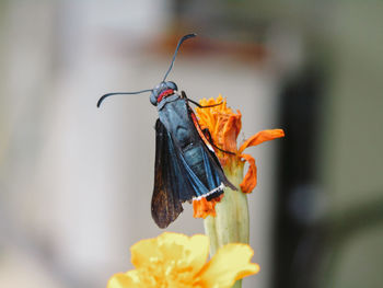 Close-up of insect on flower against blurred background